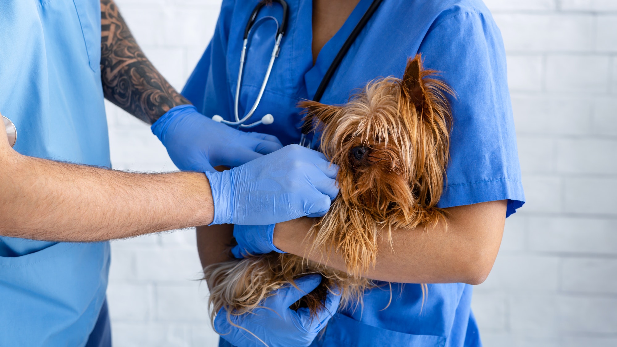 vet-doctors-working-with-little-dog-at-animal-clinic-close-up.jpg